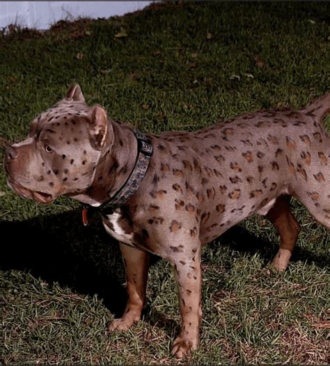 leopard pitbull for sale.